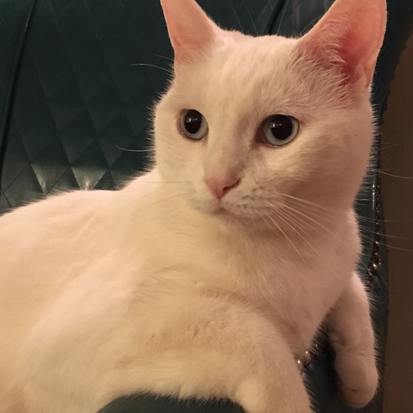 Meet your Posher, Desiree - Picture 2 of 3